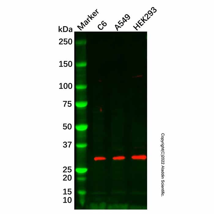 TEX264 Antibody -    by Aladdin Scientific
