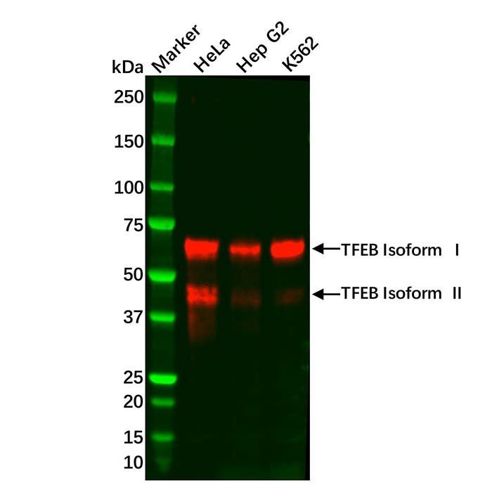 Recombinant TFEB Antibody -    by Aladdin Scientific