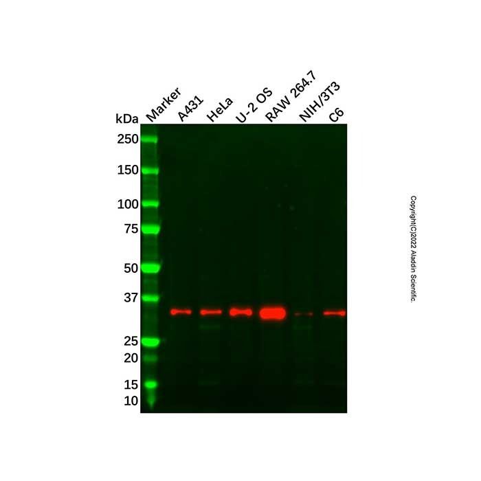 Recombinant TFIIB Antibody -    by Aladdin Scientific