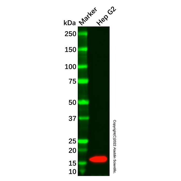 Recombinant TGF alpha Antibody -    by Aladdin Scientific