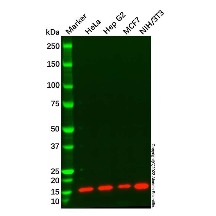 THEM2 Mouse mAb -    by Aladdin Scientific