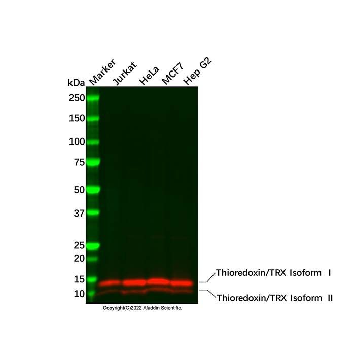 Recombinant Thioredoxin/TRX Antibody -    by Aladdin Scientific