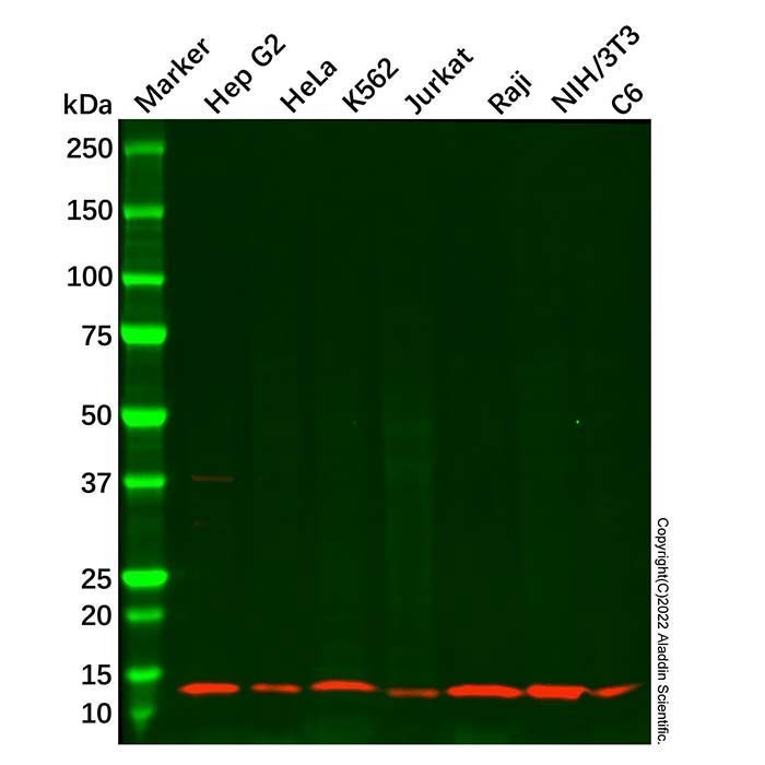 Thioredoxin 2 Antibody -    by Aladdin Scientific