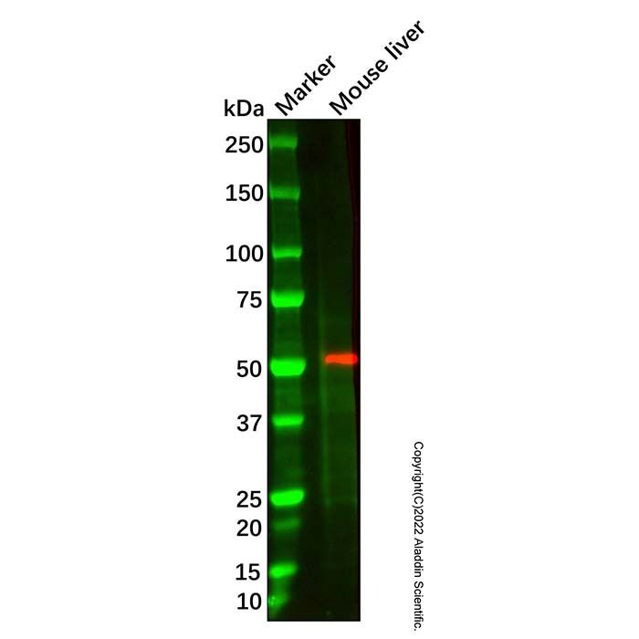 Recombinant Thromboxane A2 receptor/TBXA2R Antibody -    by Aladdin Scientific