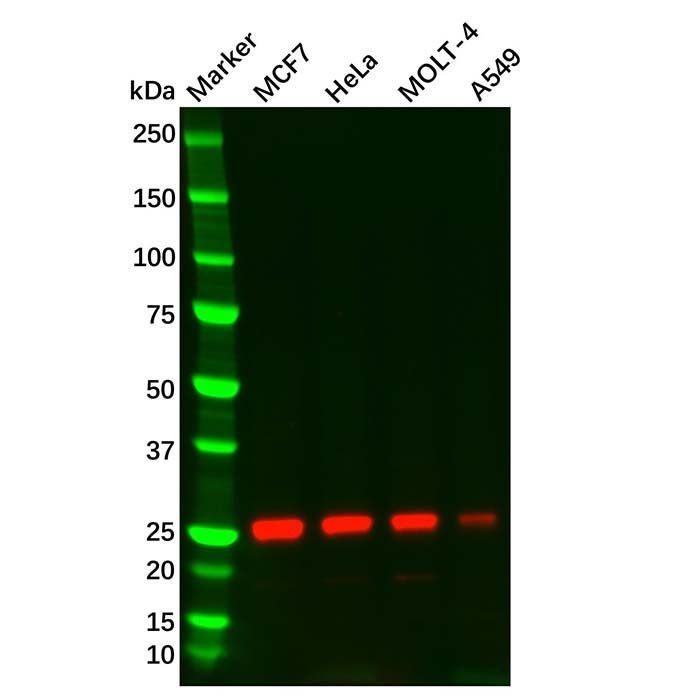 Thymidine Kinase 1/TK1 Mouse mAb -    by Aladdin Scientific