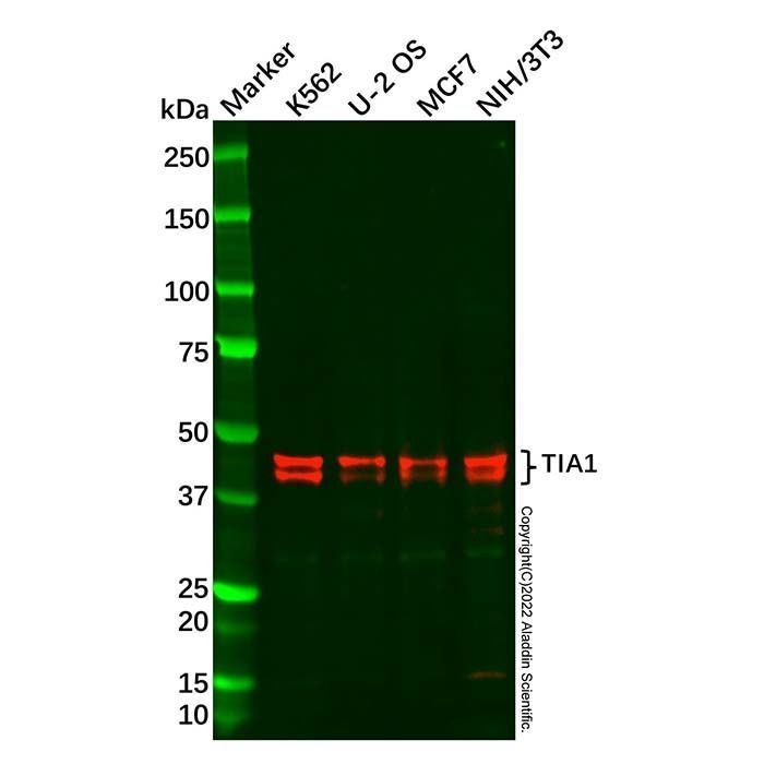 Recombinant TIA1 Antibody -    by Aladdin Scientific