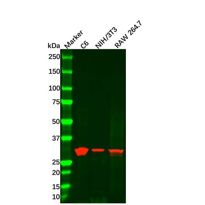 Recombinant TIRAP Antibody -    by Aladdin Scientific