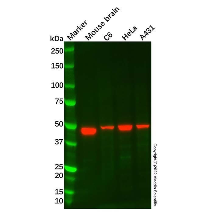 Recombinant Tissue Factor Antibody -    by Aladdin Scientific