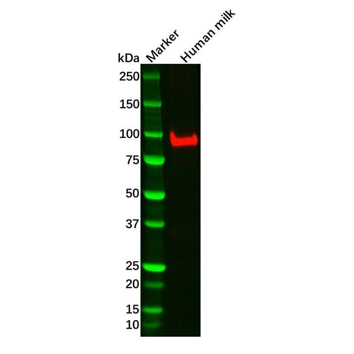 TLR2 Mouse mAb -    by Aladdin Scientific