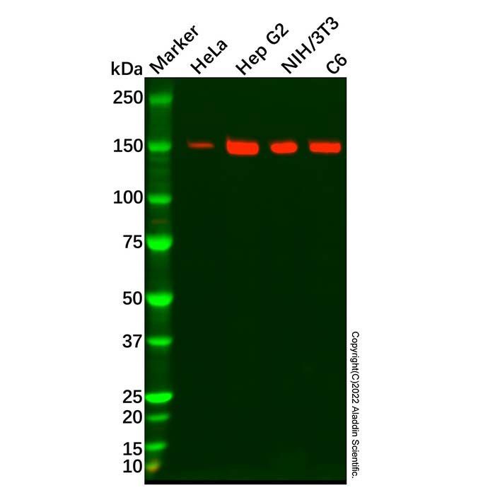 TLR8 Antibody -    by Aladdin Scientific