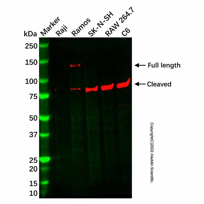 Recombinant TLR9 Antibody -    by Aladdin Scientific