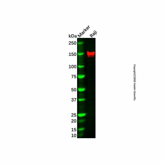 Recombinant TMF Antibody -    by Aladdin Scientific