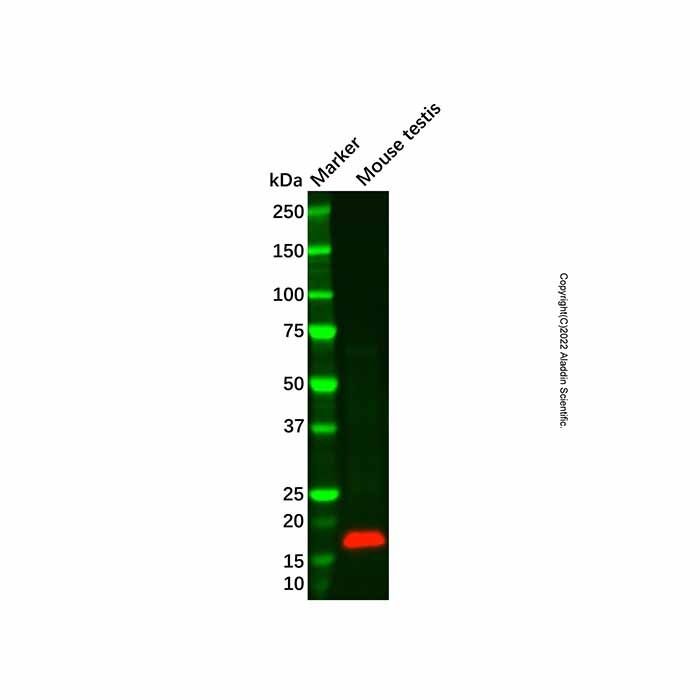 TNFSF18/GITRL Antibody -    by Aladdin Scientific