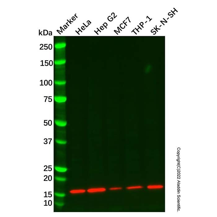Recombinant TOMM20 Antibody -    by Aladdin Scientific