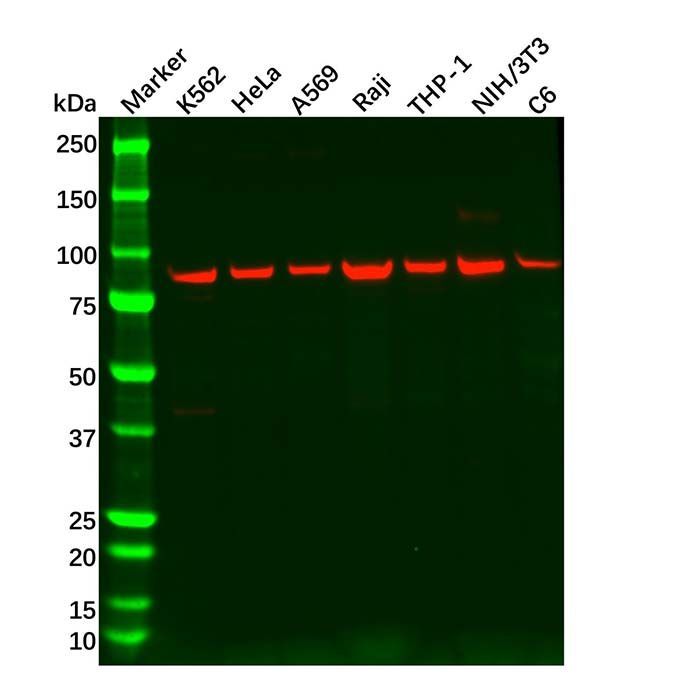 Recombinant TPOR/MPL Antibody -    by Aladdin Scientific