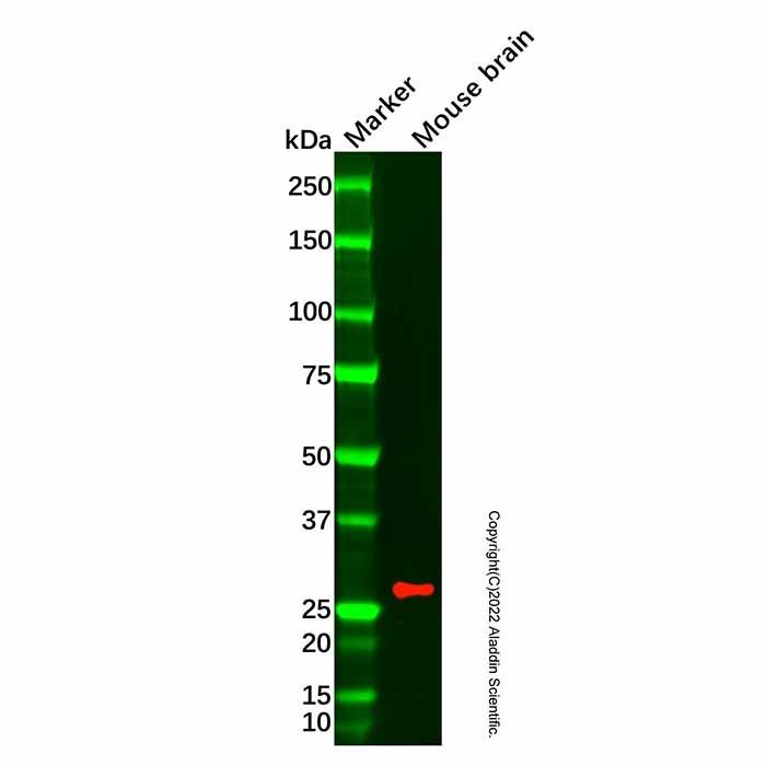 Recombinant TPPP Antibody -    by Aladdin Scientific