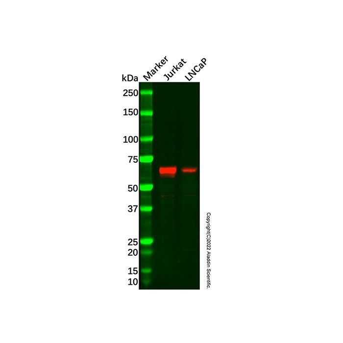 Recombinant TR4 Antibody -    by Aladdin Scientific