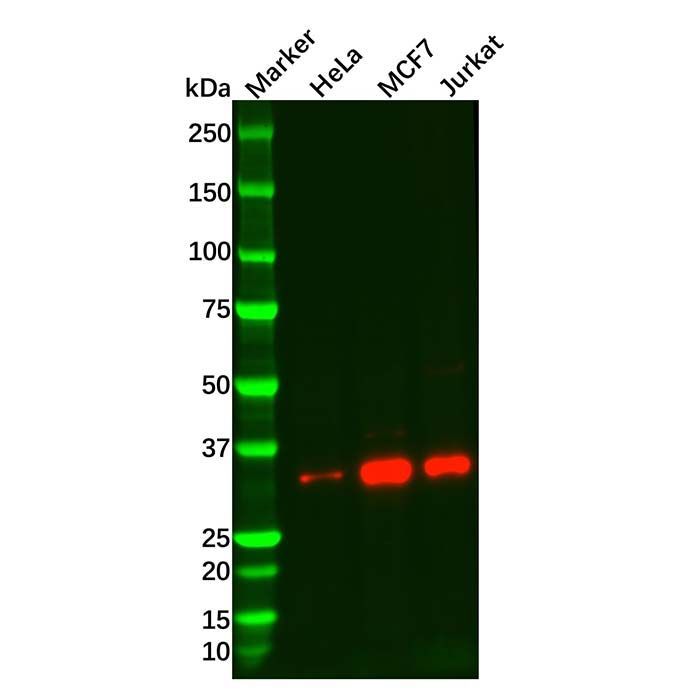 Recombinant TRADD Antibody -    by Aladdin Scientific