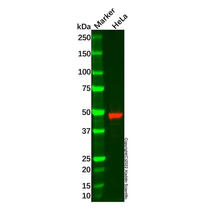 Recombinant AP2 alpha Antibody -    by Aladdin Scientific