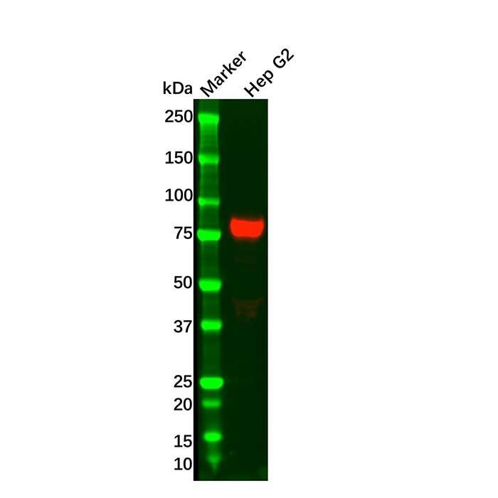 Transferrin Mouse mAb -    by Aladdin Scientific