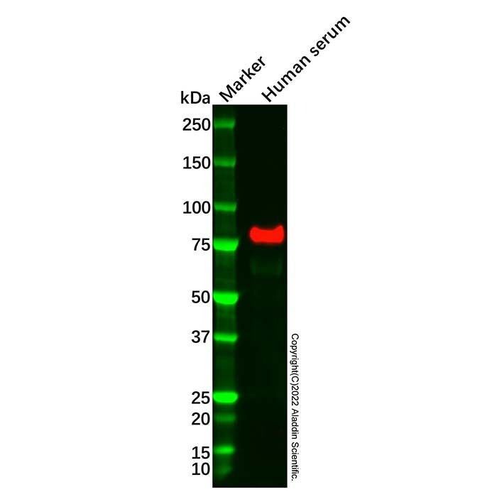 Recombinant Transferrin Antibody -    by Aladdin Scientific
