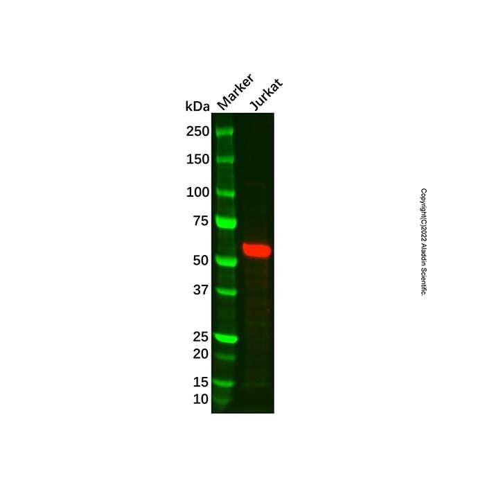 Recombinant TRF1 Antibody -    by Aladdin Scientific