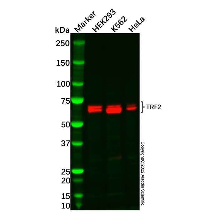 Recombinant TRF2 Antibody -    by Aladdin Scientific