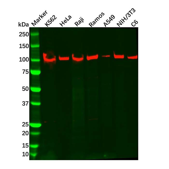 Recombinant TRIF Antibody -    by Aladdin Scientific