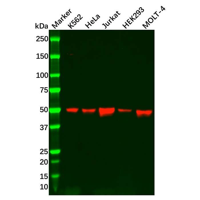Recombinant TRIM21/SS-A Antibody -    by Aladdin Scientific