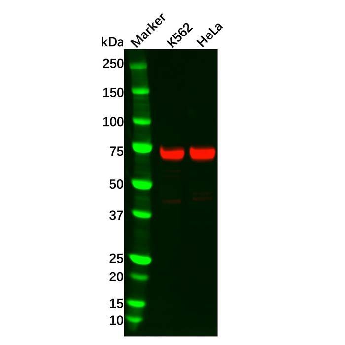 Recombinant TRIM25 Antibody -    by Aladdin Scientific