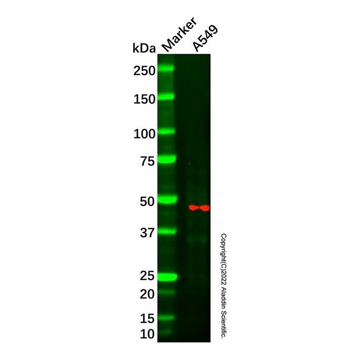 TRIM31 Mouse mAb -    by Aladdin Scientific
