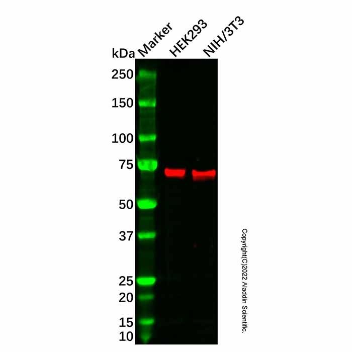 Recombinant TUG Antibody -    by Aladdin Scientific