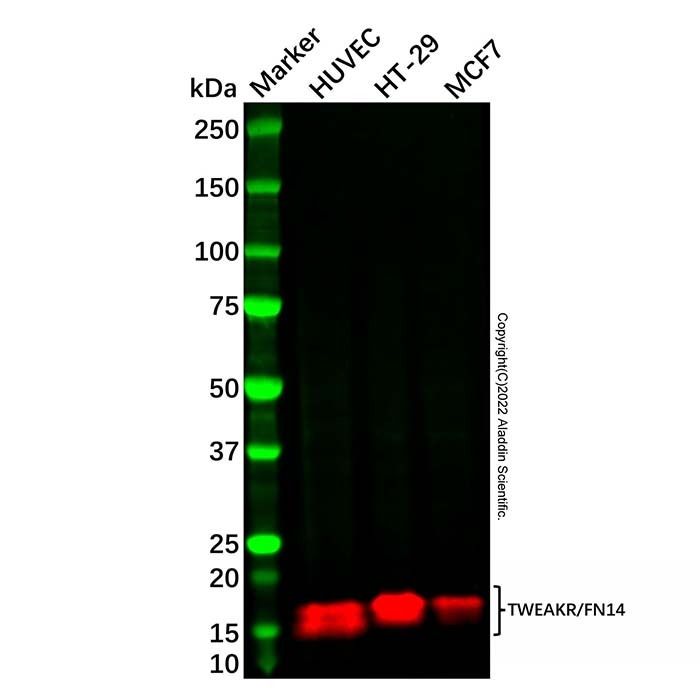 Recombinant TWEAKR/FN14 Antibody -    by Aladdin Scientific