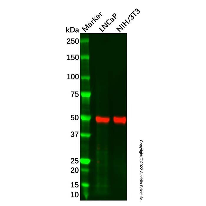 TXNIP Antibody -    by Aladdin Scientific