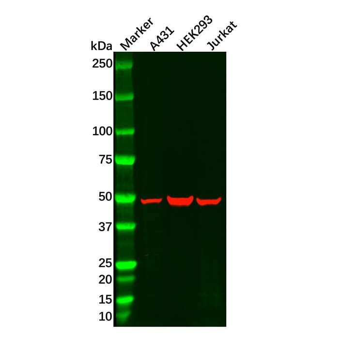 UAP56 Antibody -    by Aladdin Scientific