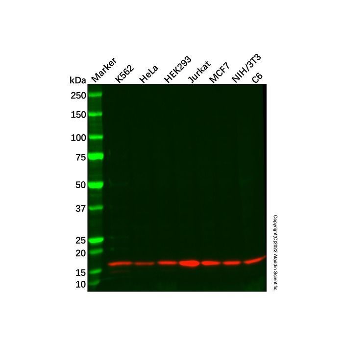 Recombinant UBE2D3 Antibody -    by Aladdin Scientific
