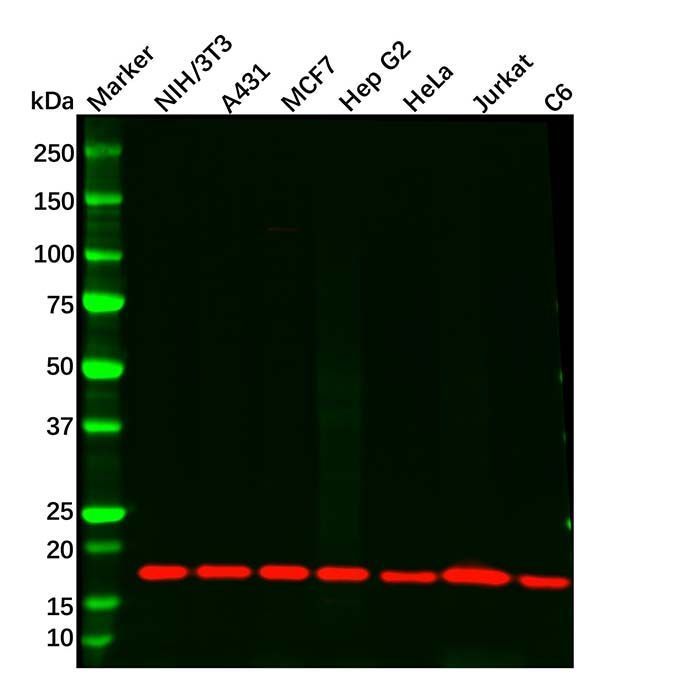 Recombinant UBE2I Antibody -    by Aladdin Scientific