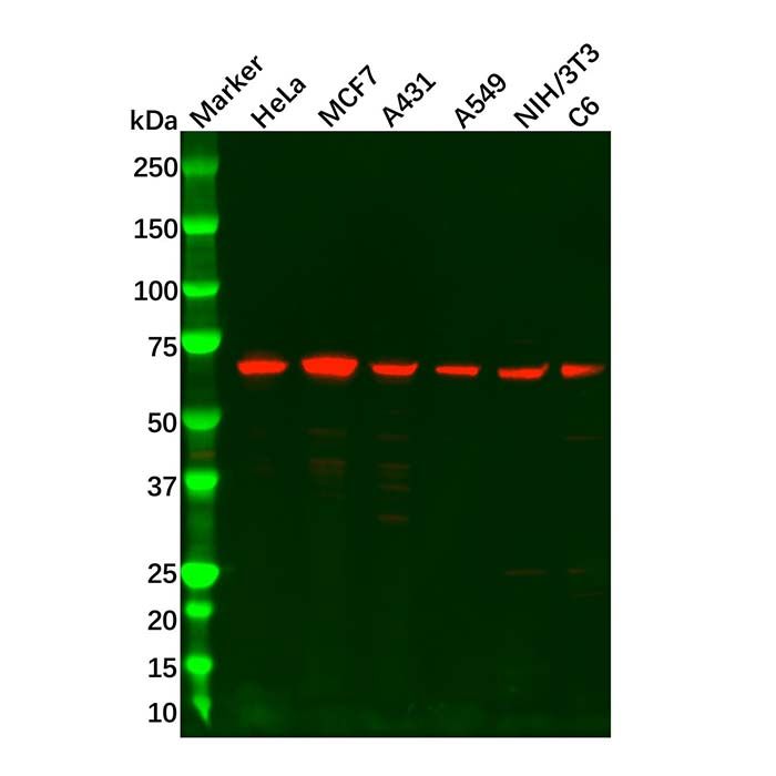 UBQLN2 Antibody -    by Aladdin Scientific