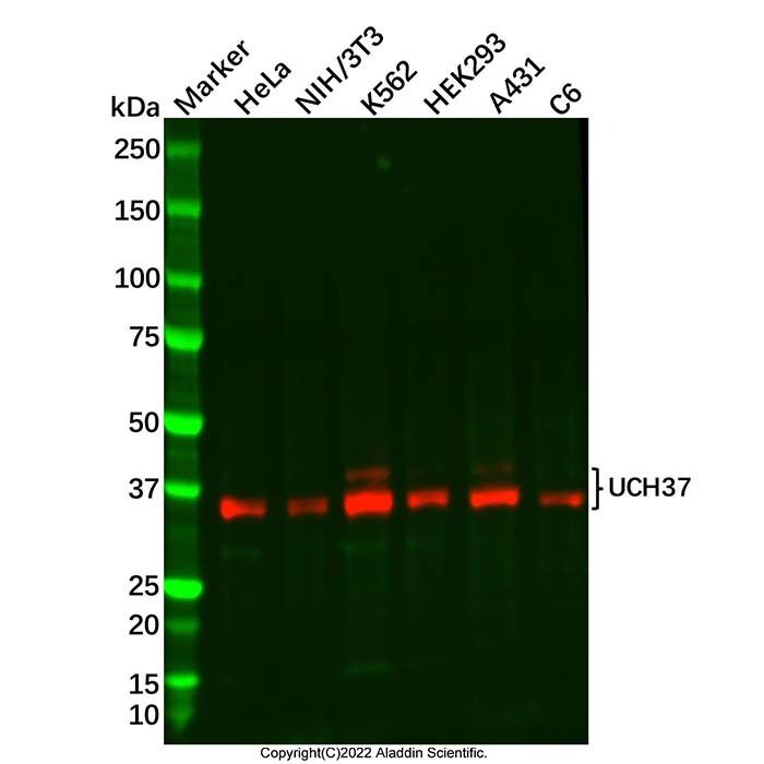 Recombinant UCH37 Antibody -    by Aladdin Scientific