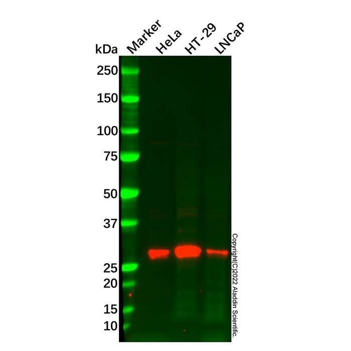 UCP2 Antibody -    by Aladdin Scientific