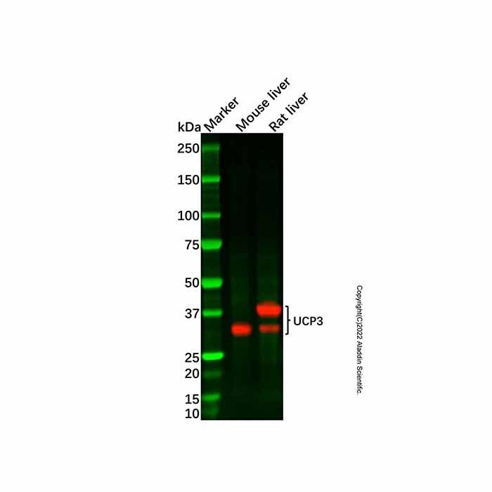 UCP3 Antibody -    by Aladdin Scientific