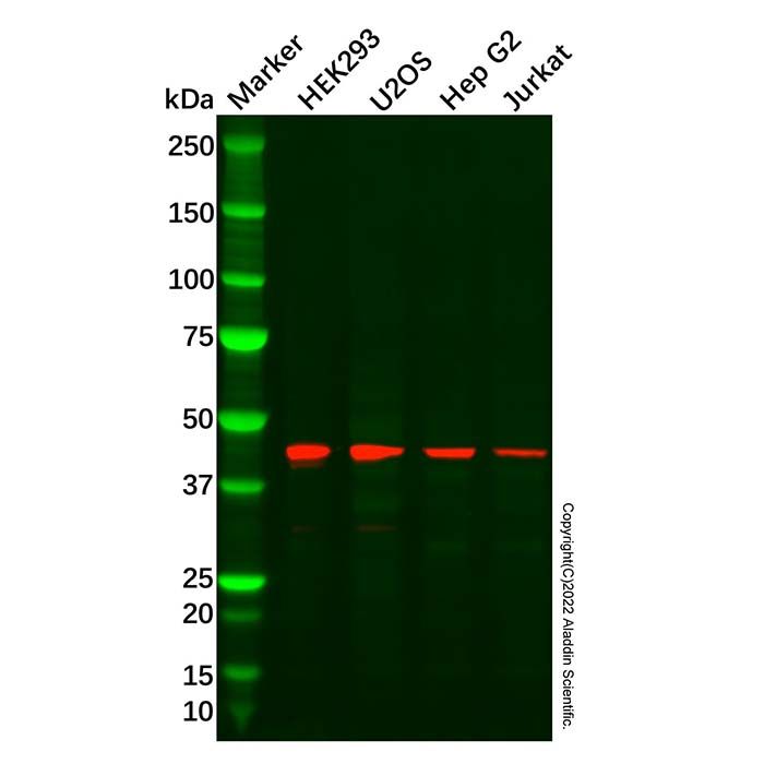 Recombinant UQCRC2 Antibody -    by Aladdin Scientific
