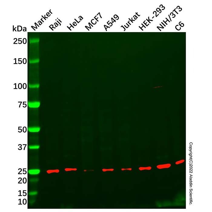 Recombinant UQCRFS1/RISP Antibody -    by Aladdin Scientific