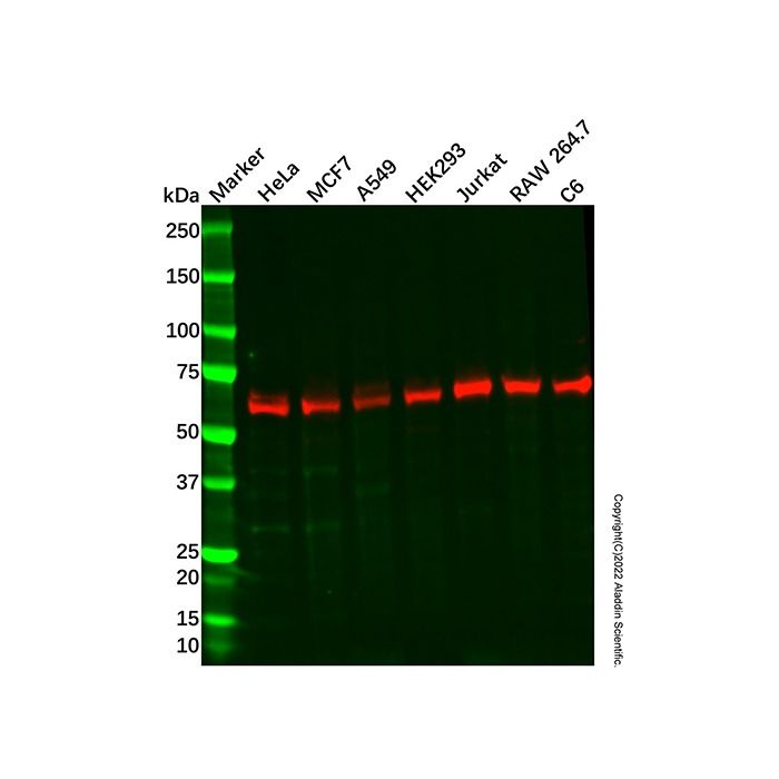 Recombinant USP14/TGT Antibody -    by Aladdin Scientific