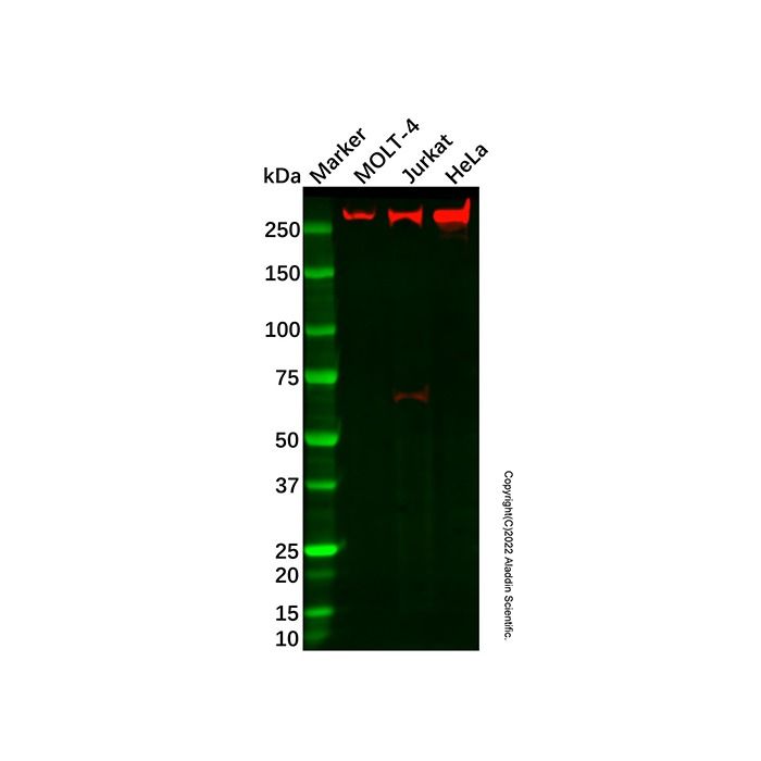 Recombinant USP9X Antibody -    by Aladdin Scientific