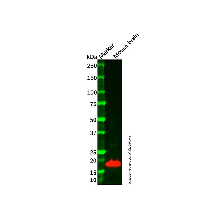 Recombinant VAMP1 Antibody -    by Aladdin Scientific