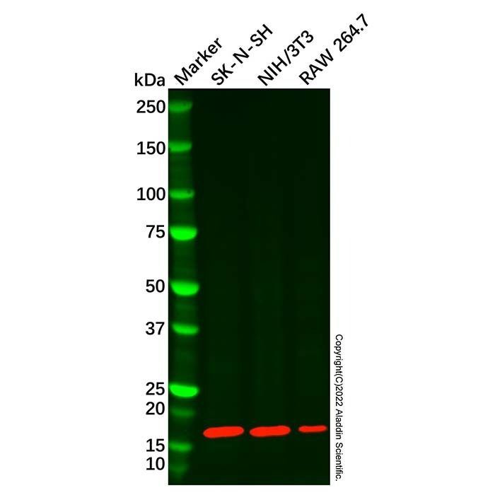 Recombinant VAMP2 Antibody -    by Aladdin Scientific