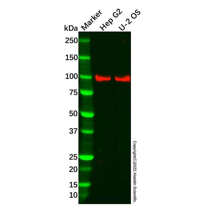 Recombinant VAV2 Antibody -    by Aladdin Scientific