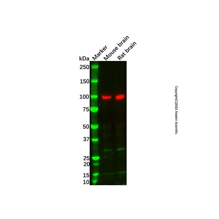 Recombinant VAV3 Antibody -    by Aladdin Scientific