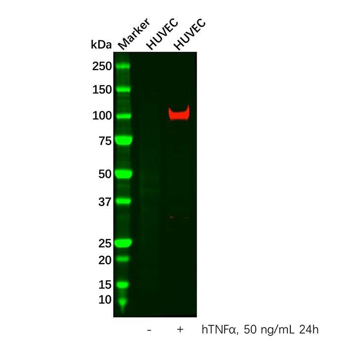 VCAM1 Antibody -    by Aladdin Scientific